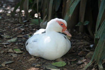 white duck
