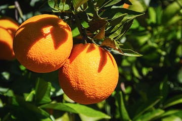 Oranges ripening on a tree in an orange grove