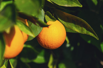 Oranges ripening on a tree in an orange grove