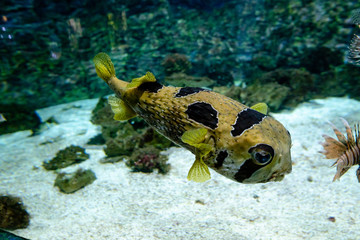 Balloon fish in aquarium