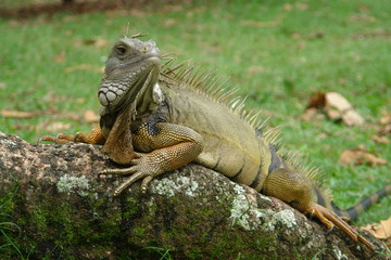 iguana on rock