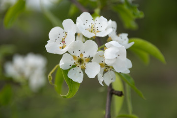 Obraz na płótnie Canvas Springtide. Branches of flowering pears on a green background