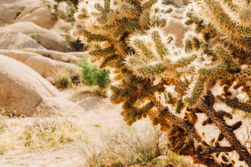 Desert Landscape