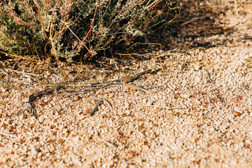 Desert Landscape