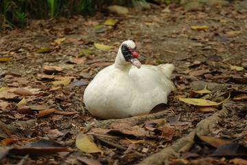 swan on nest