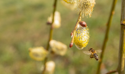 bee collects pollen from forest willow