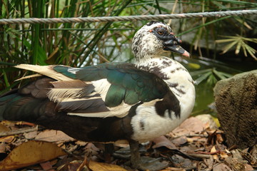 duck in nest