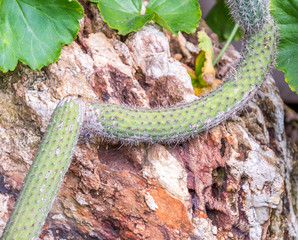 A thorny cactus plant grows across the face of a large rock in the outdoors