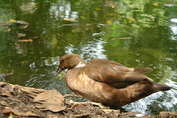 duck in water