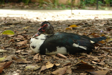 duck in zoo