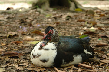 duck in nest