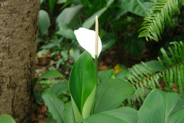 white flower