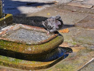Eine Taube an einem Brunnen in Italien