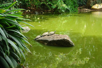 pond in garden