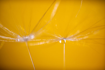 Beautiful water drop on a dandelion flower seed macro in nature. Beautiful deep saturated Yellow background.