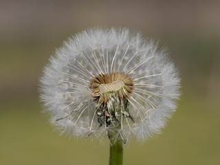 dandelion on green background