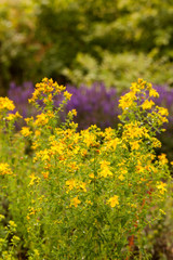 Blooming Hypericum,  St. John's wort, and some are known as goatweed.