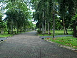 Empty walking paths in the city Park on the weekend. Quarantine mode