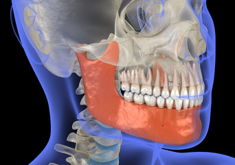 Human head in xray view and marked Jaw. Medically accurate 3D illustration
