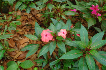 flowers in the garden