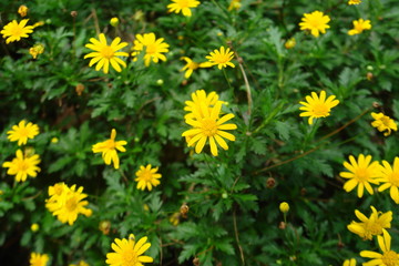 field of dandelions