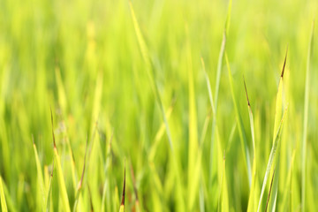 Blades of grass in the meadow