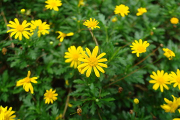 field of yellow flowers