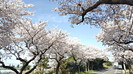 봄의 벚꽃길
