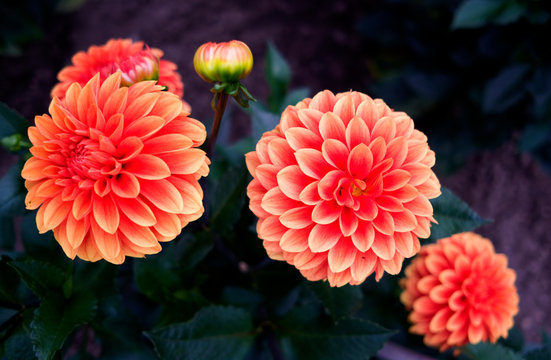 Plants / Flowers: Beautiful waterlily dahlia blossoms