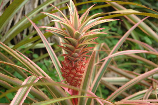 pineapple on tree