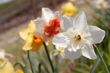 Multi colored daffodils