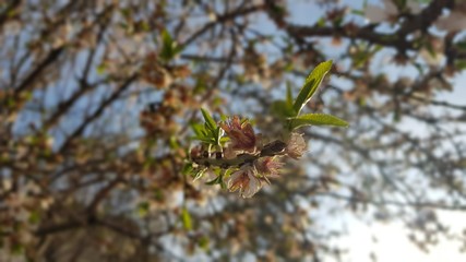 beautiful white blossoms flower in nature. Spring time  in 2020.