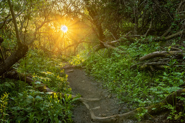 A trail through an enchanted forest with roots and rocks and a bright sunrise through the trees bringing hope to the world