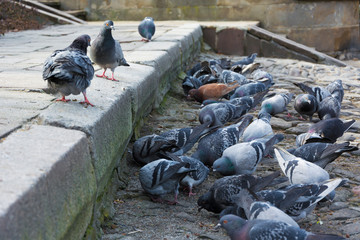 Obraz premium Stado gołębi