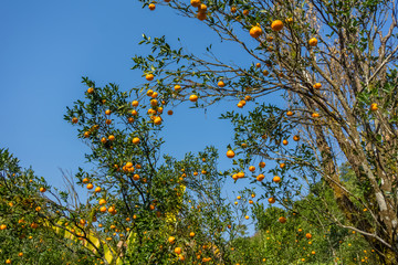 Ripe orange tree khasi mandarin in local orchard