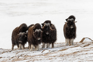 Herd of wild muskox stood in the defensive position during strong snowstorm. Winter landscape of Yamal peninsula, Arctic tundra.