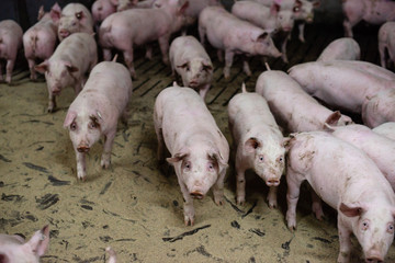 Group of pigs in a farm