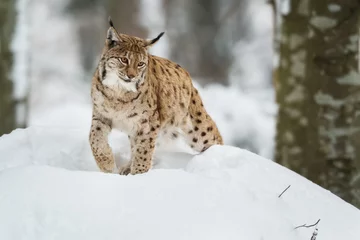 Store enrouleur tamisant Lynx Lynx européen dans une forêt enneigée en hiver