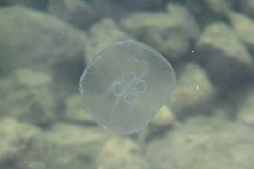 little jellyfish in the sea