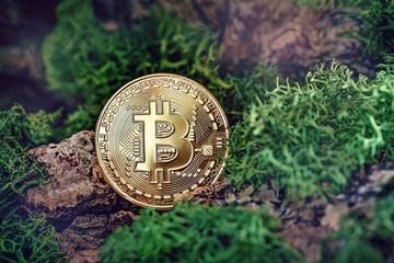 Golden Bitcoins into the woods .Photo (new virtual money ) New crypto currency in the form of the coins.
