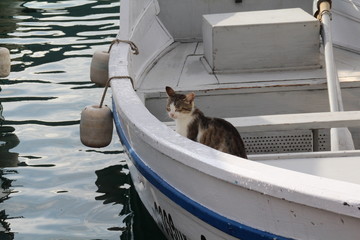the cat hid on a boat