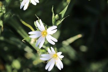 weisse Blüten der Sternmiere