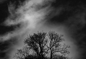 Crown of a tree with a raven.