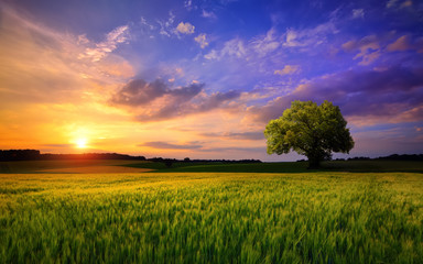 Sunset scenery on an open field with a lone tree on the horizon and the sky painted in gorgeous dramatic and emotional colors