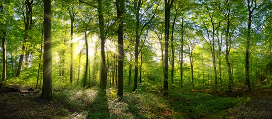 Foto op Plexiglas Panorama van een groen bos van loofbomen met de zon die zijn lichtstralen door het gebladerte werpt © Smileus