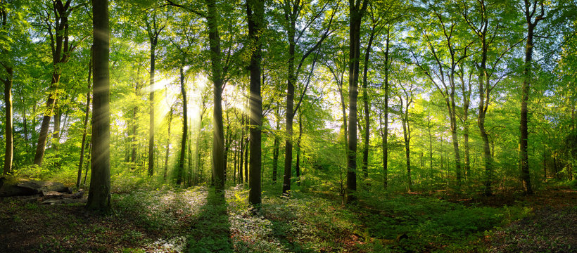Panorama of a green forest of deciduous trees with the sun casting its rays of light through the foliage 