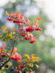 Viburnum bush with red berries on blurred background