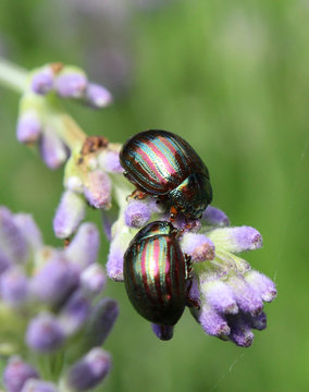 Two Chrysolina americanas, common name rosemary beetle, feeding on the flower of one of its host plants, lavender (Lavendula).
