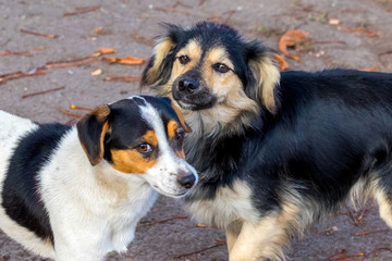 Two small dogs in the park while walking