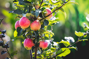 Red ripe apples  on a tree branch in sunny weather